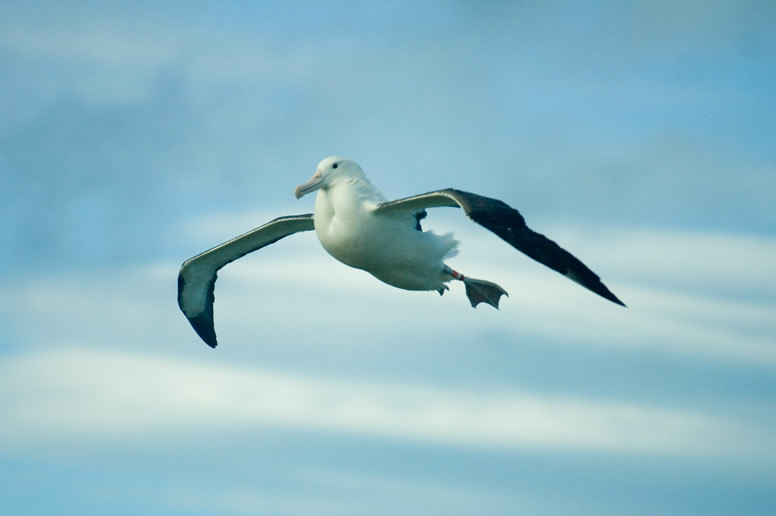 Albatross 3