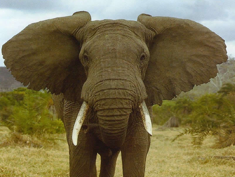 Elefante 10