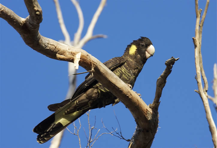 Schwarzer Papagei mit gelbem Schwanz 12