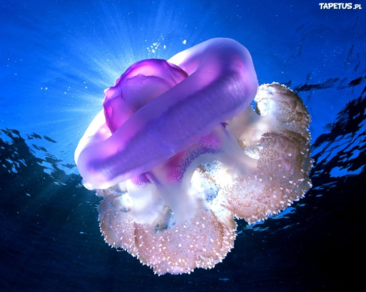 Sea jellyfish 16