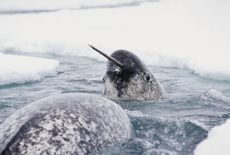Narwhal 4