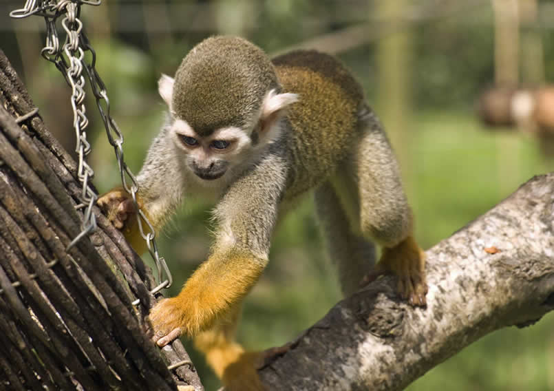 Esquilo-macaco 11