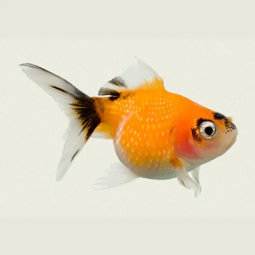 Goldfish Pearlscale