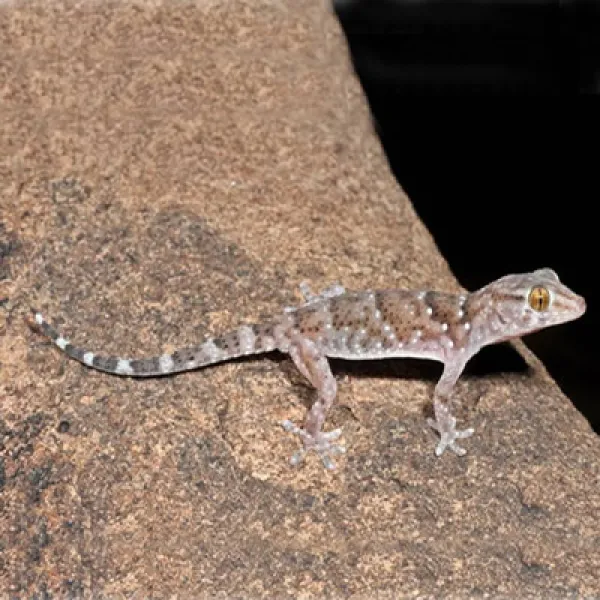 Bib Gecko