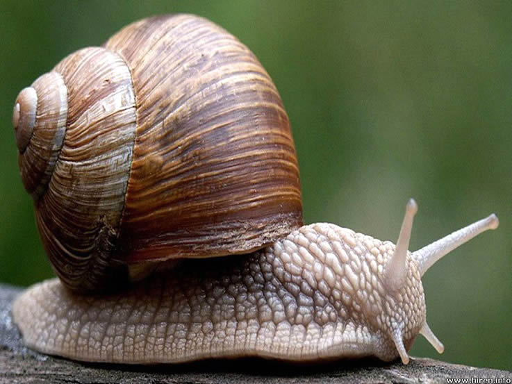 The snail 10