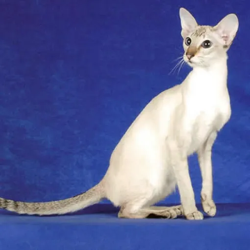 Колорпоинтовая короткошерстная кошка