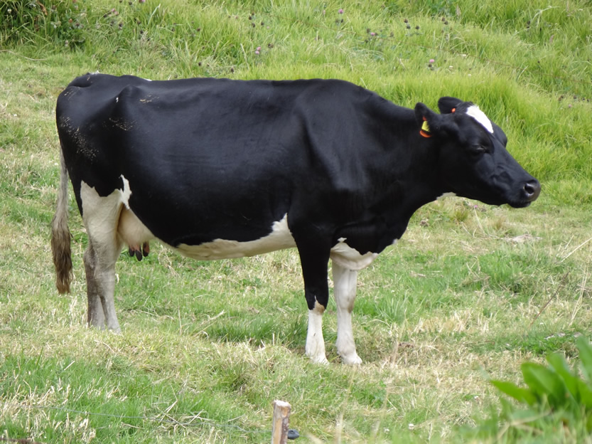 Cow 6