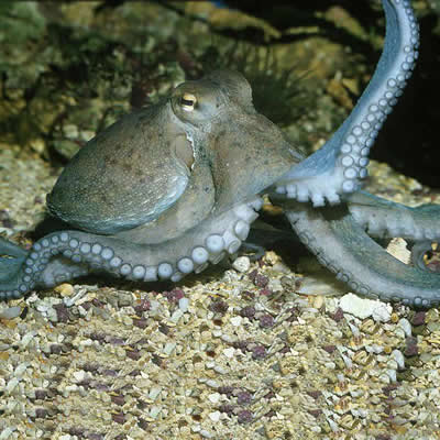 Octopus 21