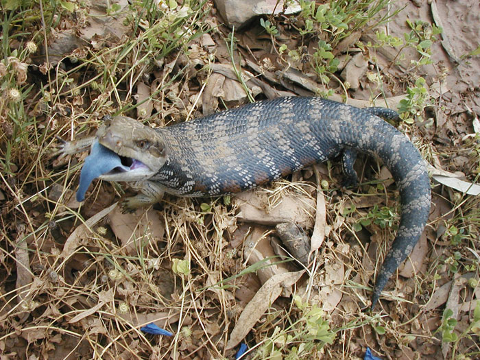 Blue-tongued lizard 6