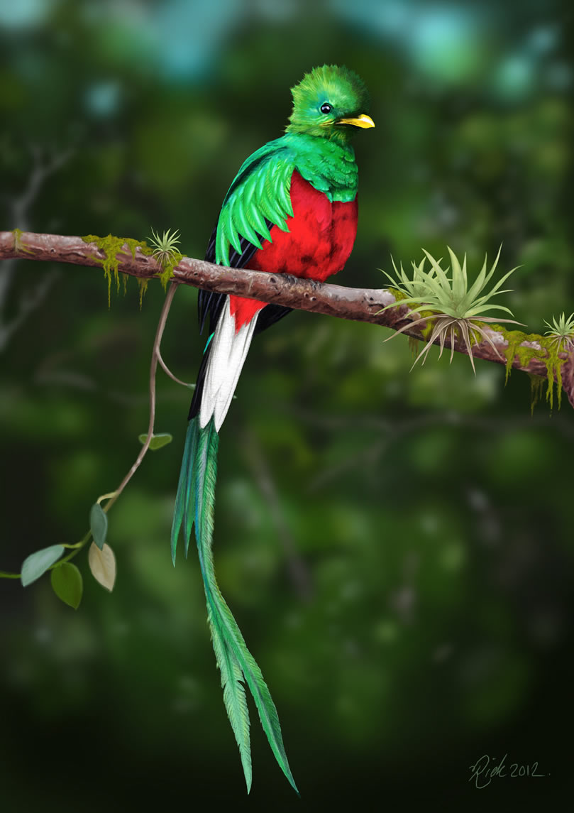 Quetzal 5