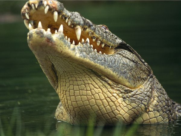 The crocodile 9