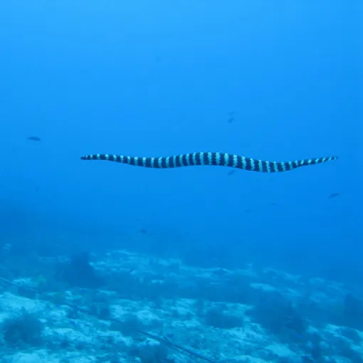 Serpente marinha