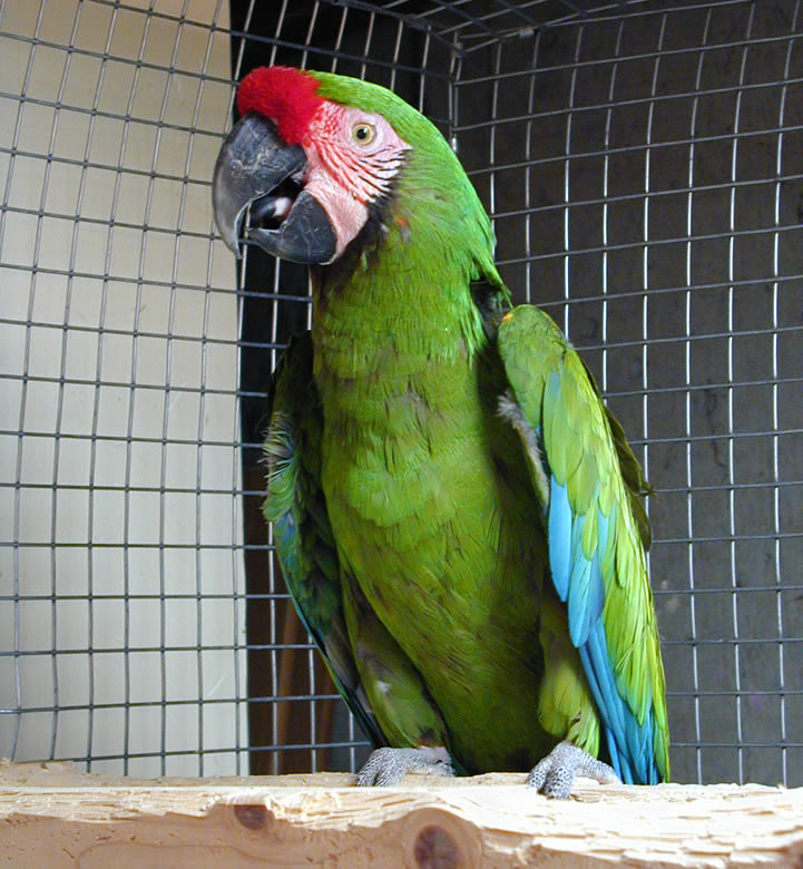 Der Große grüne Papagei 14