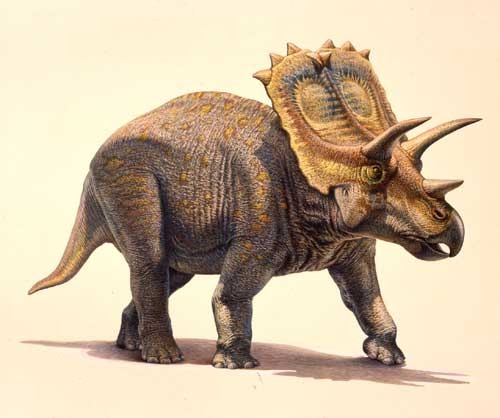 Anchiceratops 2