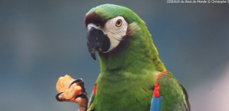 Ara-Auster-Papagei 6
