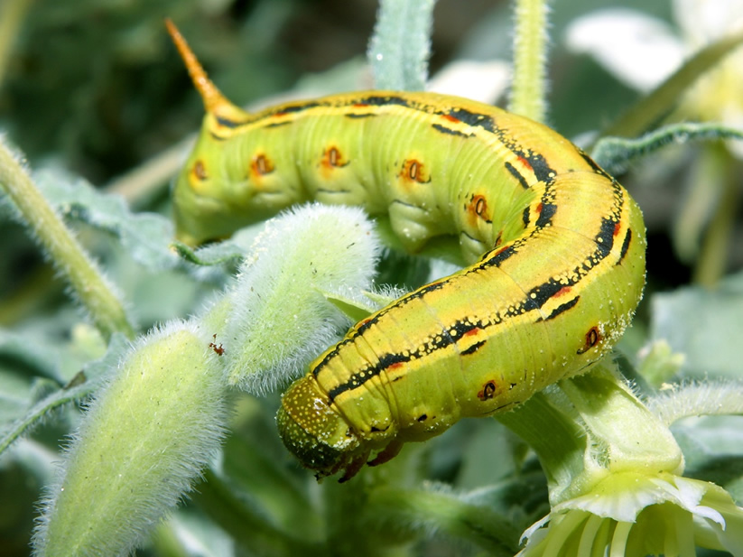 Caterpillar 8