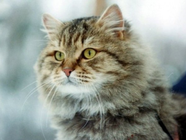 Sibirische Katze 10