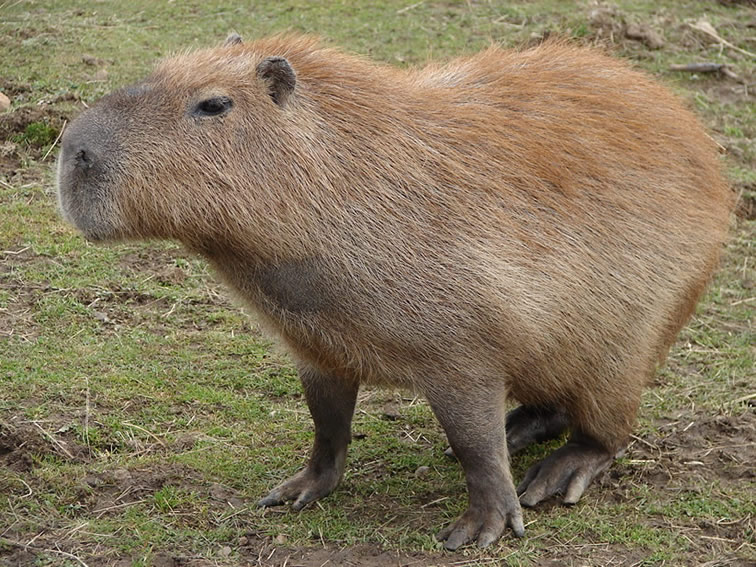 Capybara 6