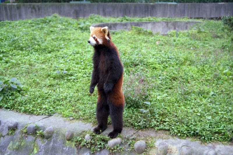 Panda Vermelho 18