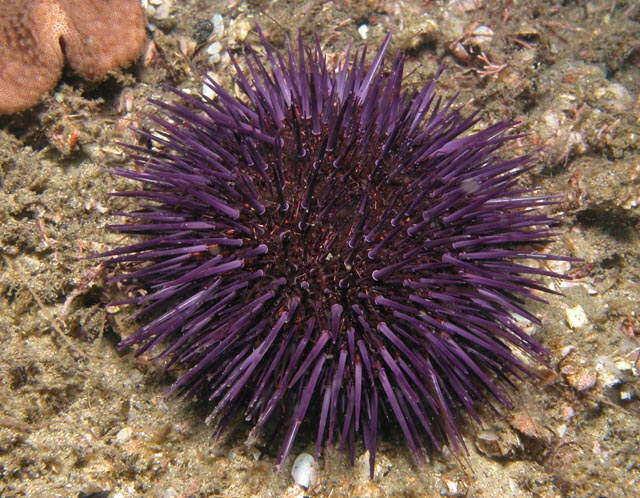 Sea urchins 4