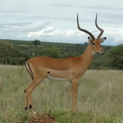 Antílope impala
