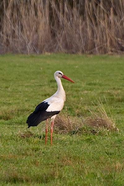 Storch 12
