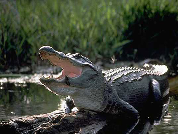 The alligator 5