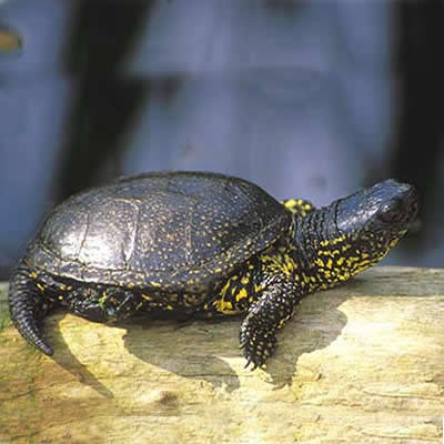 Wasserschildkröte 2