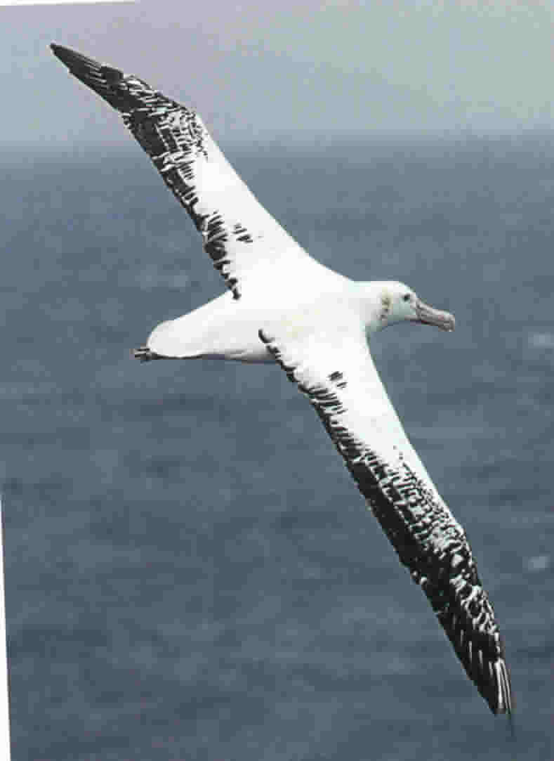 Albatross 4