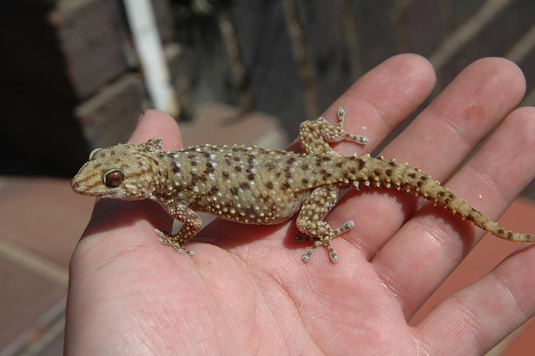 Bib Gecko 5
