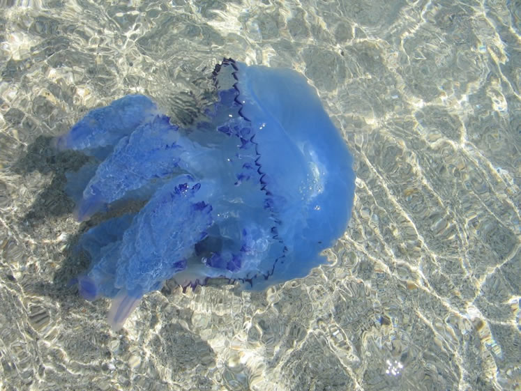 Sea jellyfish 15