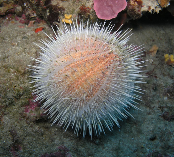 Sea urchins 2
