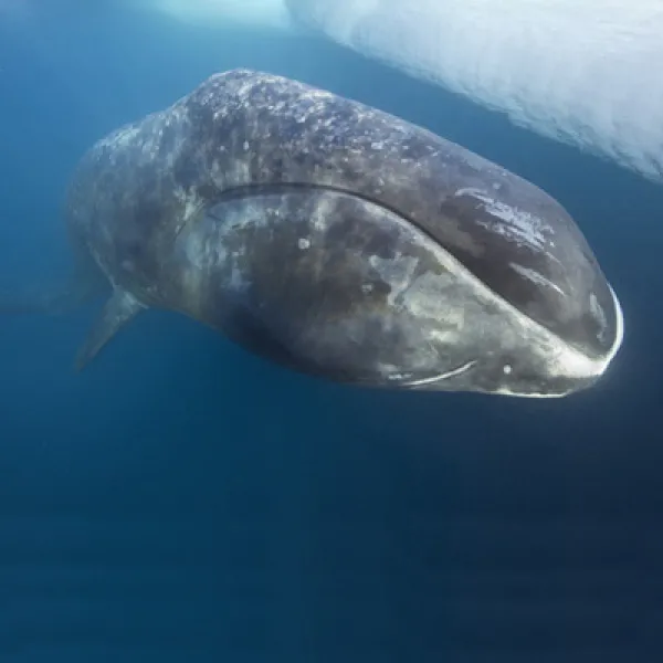 Greenland Whale