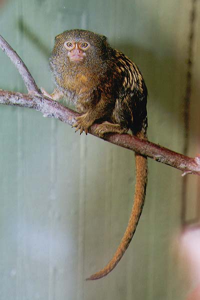 Macaco Pigmeu 15