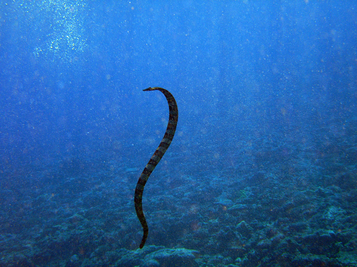 Serpente marinha 8