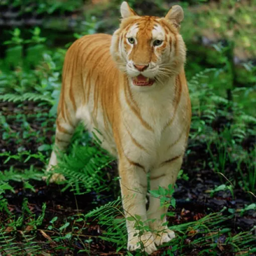 O Tigre Dourado