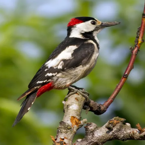 Garden woodpecker