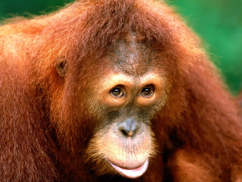 Orangotango 8
