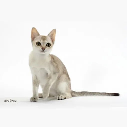 Singapur-Katze