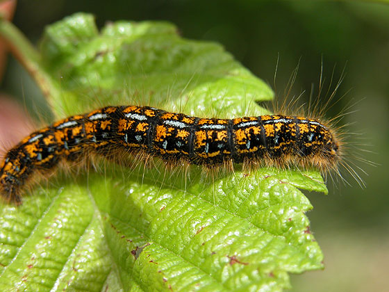 Caterpillar 11