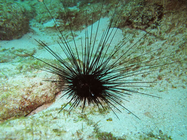 Sea urchins 17