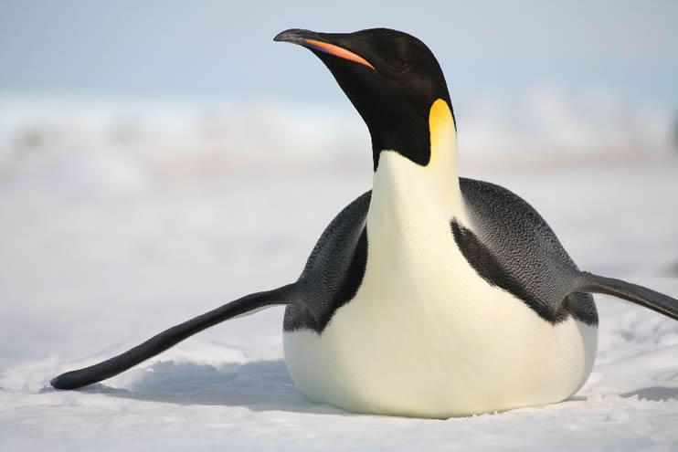 Pinguin 10