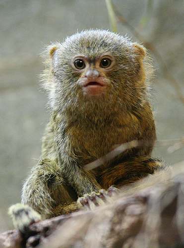 Macaco Pigmeu 12