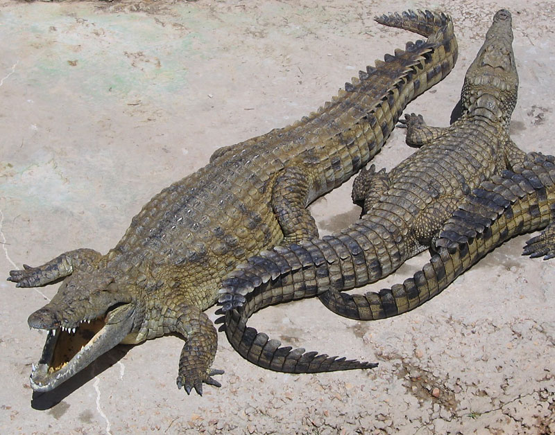 The crocodile 2