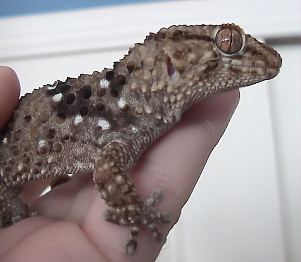 Bib Gecko 10