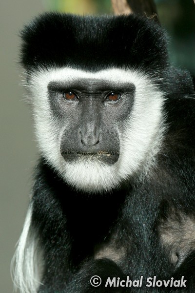 O Macaco Colobus 4