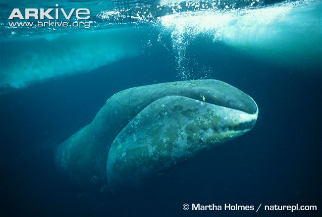 Greenland whale 5