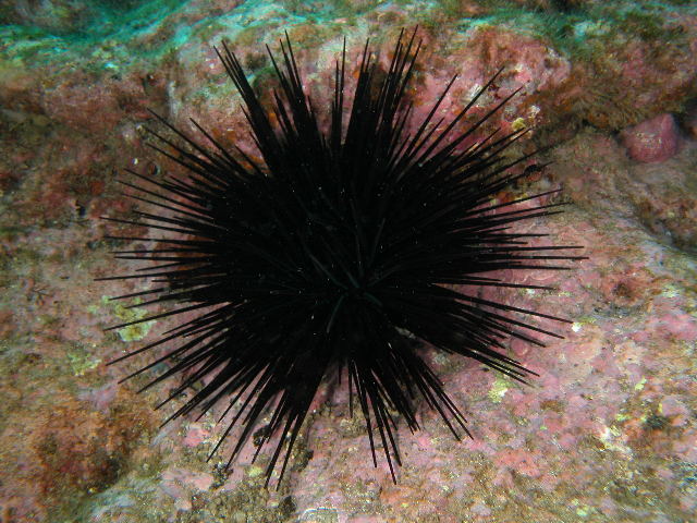 Sea urchins 14