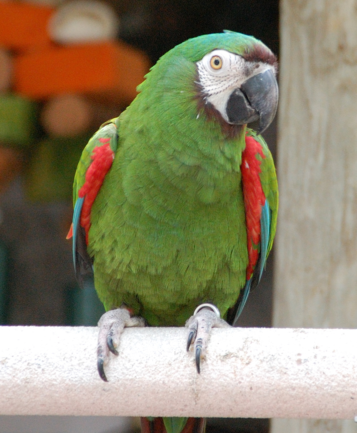 Ara-Auster-Papagei 4