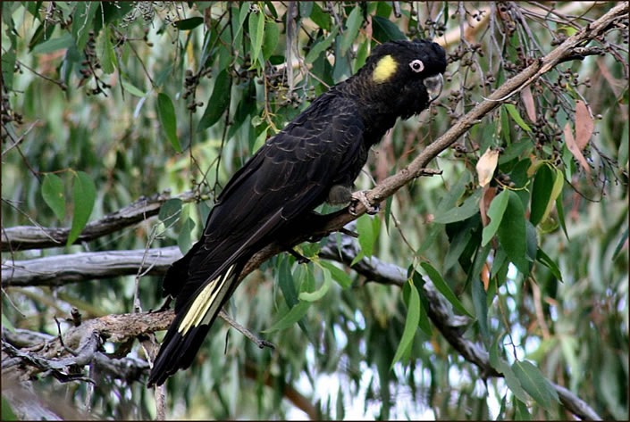 Schwarzer Papagei mit gelbem Schwanz 14